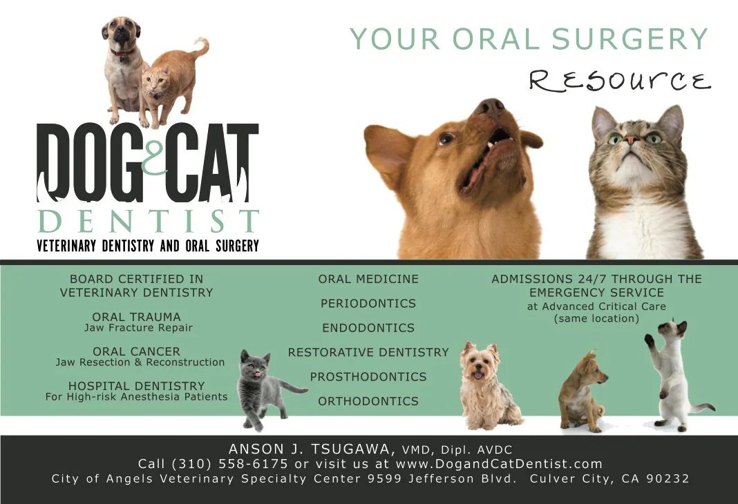 Dog Cat Dentist — Campaigns portfolio work